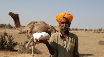 The Raikas and Camels in Rajasthan | Sahapedia